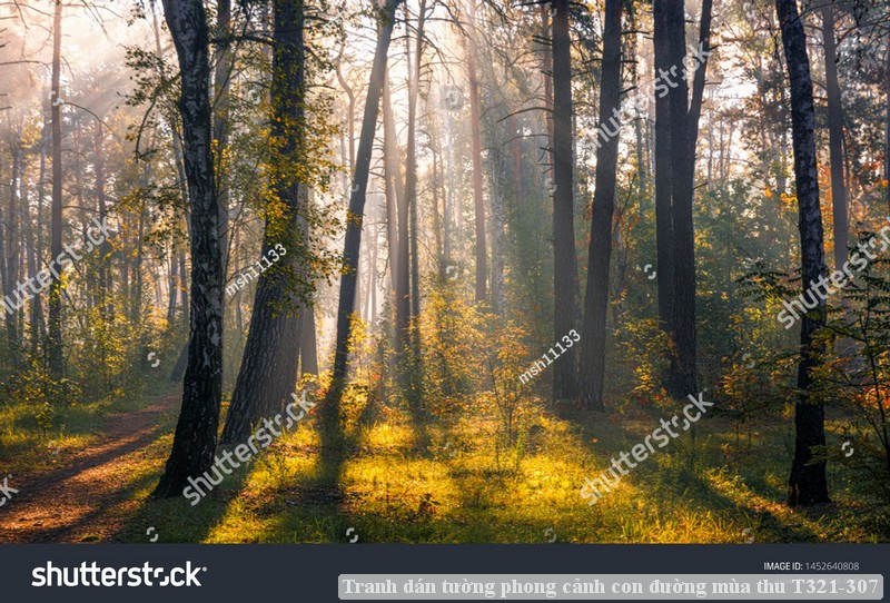 Tranh dán tường phong cảnh con đường mùa thu T321-307